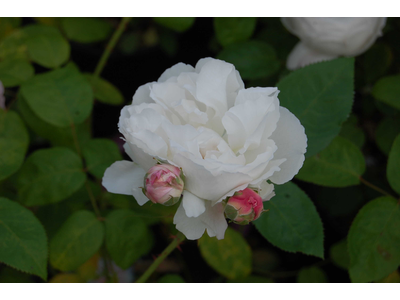 Rosa