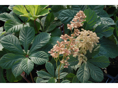 Rodgersia aesculifolia