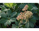 Rodgersia aesculifolia Rubrifolia