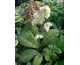 Rodgersia henrici 
