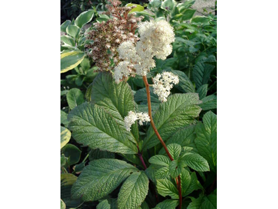 Rodgersia henrici
