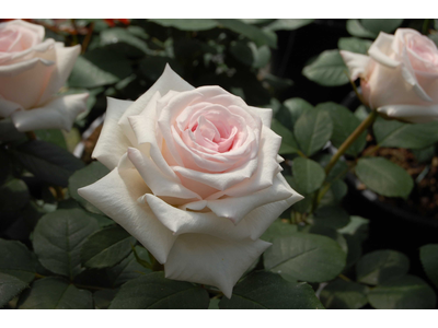 Rosa