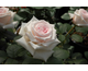 Rosa Rosa Belmonte