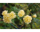 Rosa banksiae Lutea