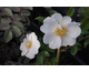 Rosa laevigata 