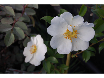 Rosa laevigata