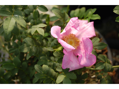 Rosa roxburghii