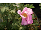 Rosa roxburghii Lampion