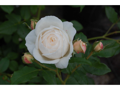 Rosa