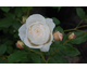 Rosa Rose-Marie