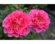 Rosa Princess Alexandra Renaissance