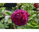 Rosa Alfred Colomb