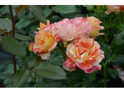 Rosa
