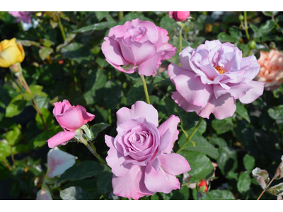 Rosa