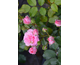 Rosa Amica