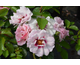 Rosa Angel Eyes (Bright Eyes)