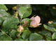 Rosa Anna Pat Ewen