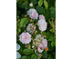 Rosa Annelies