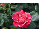 Rosa Art Rose