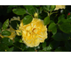 Rosa Bahama - Holiday Islands