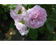 Rosa Baie des Anges