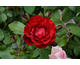 Rosa Bal Masquè