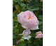 Rosa Belle Romantica
