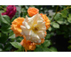 Rosa Bentheimer Gold