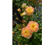 Rosa Bienenweide Fruity