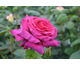 Rosa Big Purple