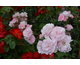Rosa Bonica