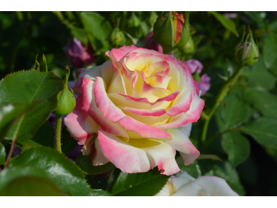 Rosa