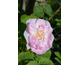 Rosa Celestial