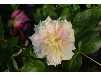 Rosa