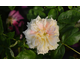 Rosa Celine Forestier