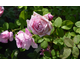 Rosa Champion of the World (Mrs De Graw)