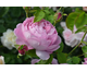 Rosa Charles Rennie Mackintosh