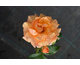 Rosa Charming