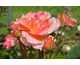 Rosa Cherry Brandy 85