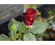 Rosa Claret