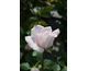 Rosa Costanze Mozart