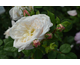 Rosa Crocus Rose