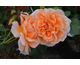 Rosa Dame Judi Dench