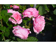 Rosa Desiree