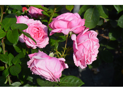 Rosa