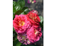 Rosa Die Sehenswerte
