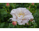 Rosa Edouard Vermeulen