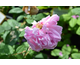 Rosa Enfant de France