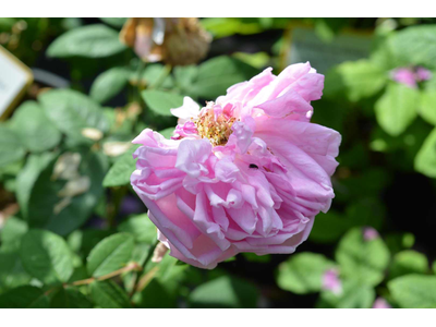 Rosa