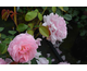 Rosa Eternal Passion